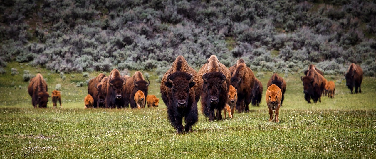 Create a Bracelet for National Bison Day