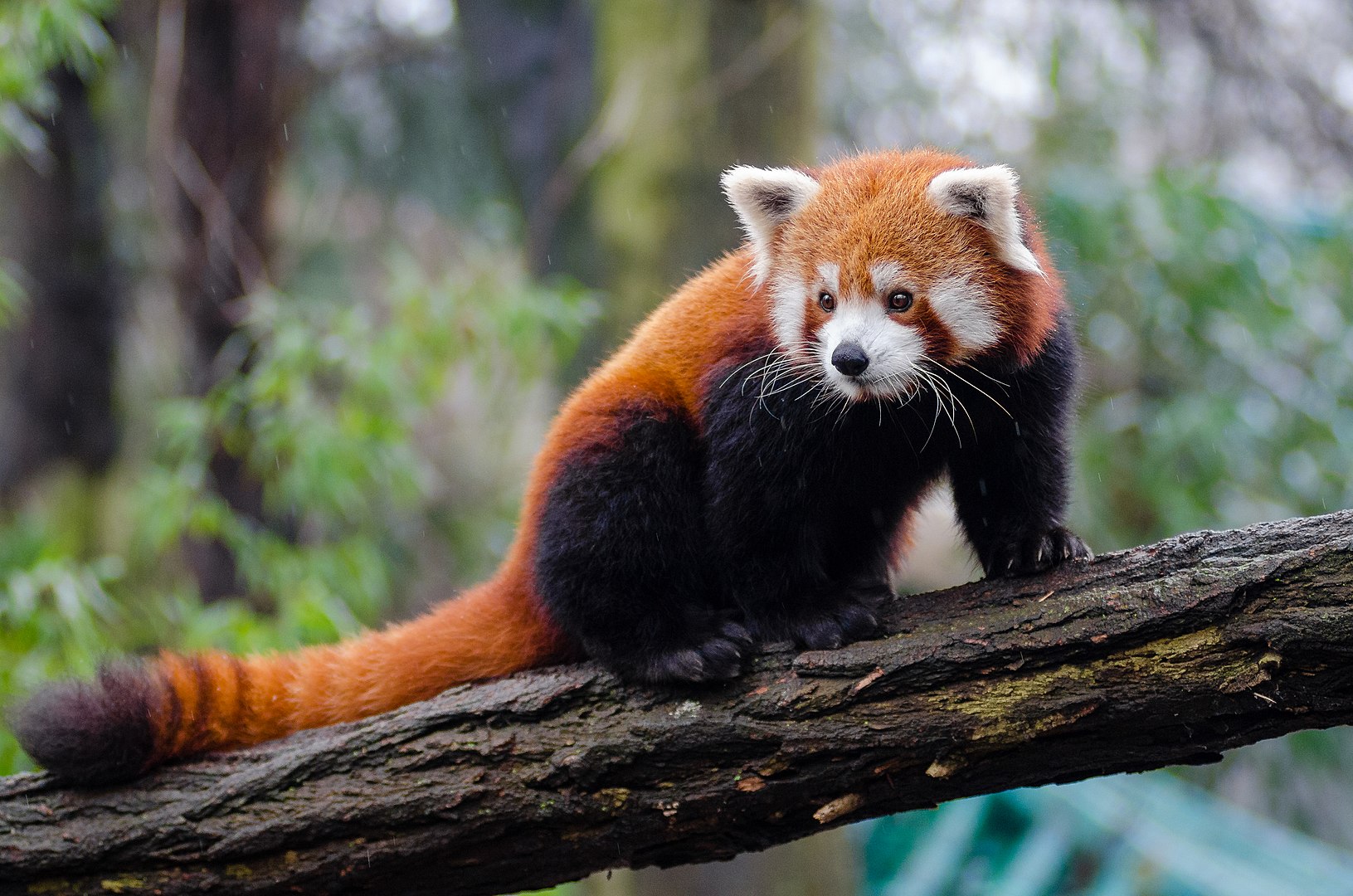 Create a Bracelet for International Red Panda Day