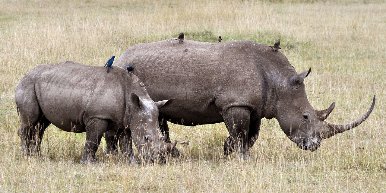 Create a Bracelet for World Rhino Day